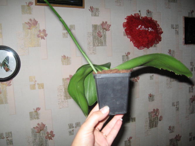 БЕДНЕНЬКИЙ