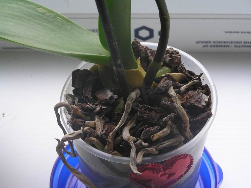 размера 15.03.09.JPG