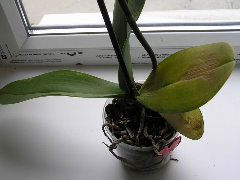 размера P3121081.JPG