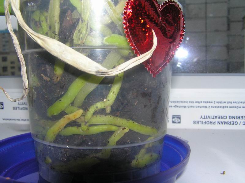 размера P3151101.JPG