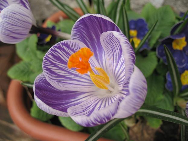 Крокус &quot;Pickwick&quot;