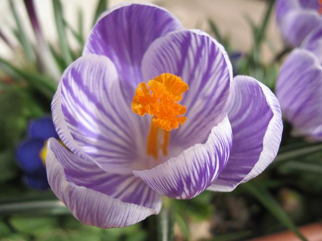 Крокус &quot;Pickwick&quot;