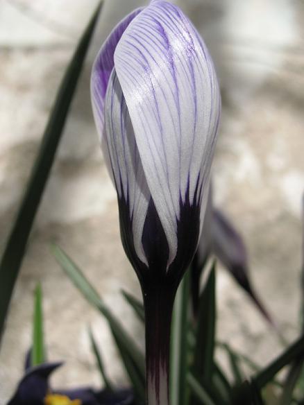 Крокус &quot;Pickwick&quot;