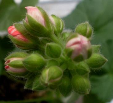 Первые бутончики PAC Sabine передают привет Свете из Краматорска