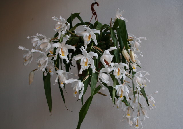 Хозяйка растения- Светлана Богатырева. Ну,скажите-это можно спокойно пережить?!