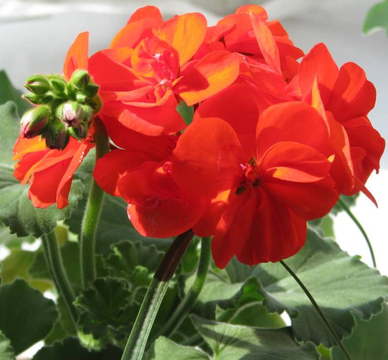 Самый первый, самый любимый, самый стойкий - называю его &quot;Аленький цветочек&quot;