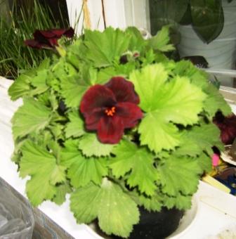 вот как мы цветем!