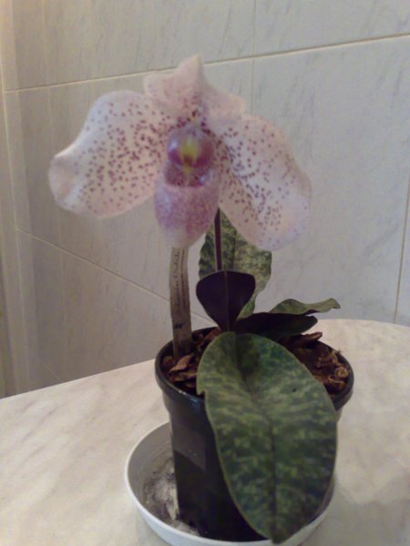 Pаph.Vаndа M.Pеаrmеn.jpg