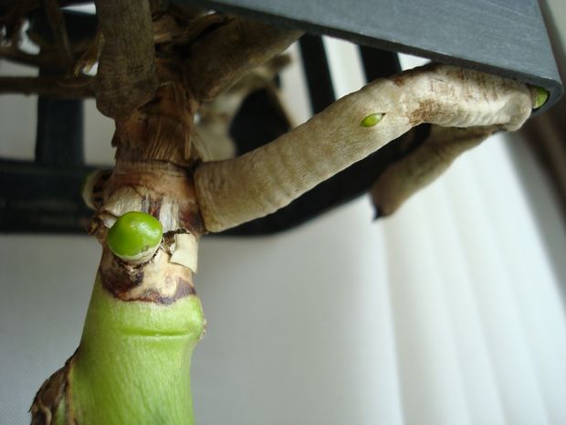 V. Darres Golden Heritage