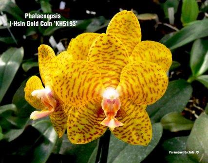 Phal I-Hsin Gold Coin 'KH5193' (1).jpg