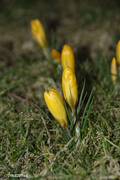 CROCUS2.jpg