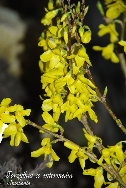 Forsythia-intermedia.jpg