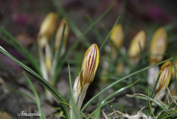 CROCUS1.jpg