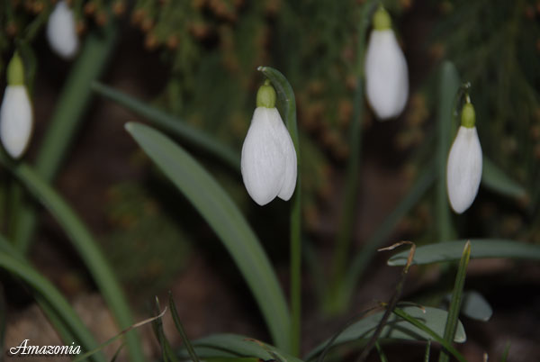 GALANTHUS1.jpg