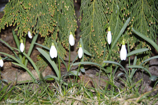 GALANTHUS2.jpg