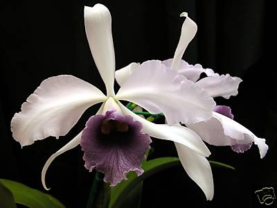 ORCHID PLANT T-4410 Lc. C.G. Roebling 'Sentinel'