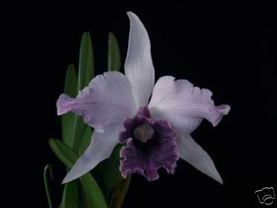 L. purpurata-rex BLUE