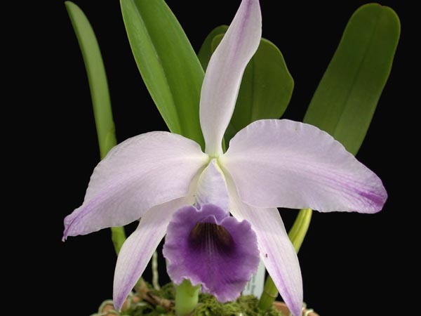 Lc. Gaskell-Pumilla 'Azure Star' HCC/AOS