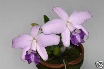 Laelia sincorana v coerulea species Orchid Plant