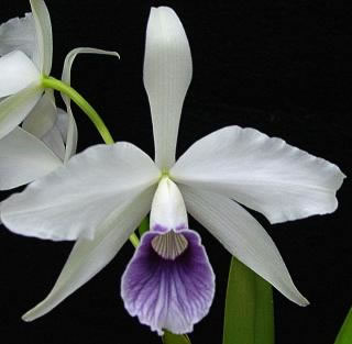 Laelia%20purpurata_werkhauseri_1.jpg