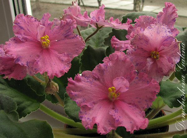 Suncoast-Fantasy-Love