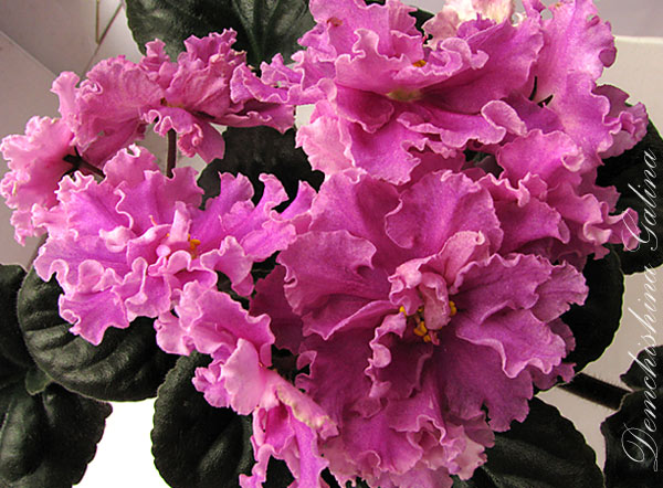 Огромнейшие цветы, 7 см.