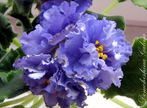 Шторм (Лебецкая)