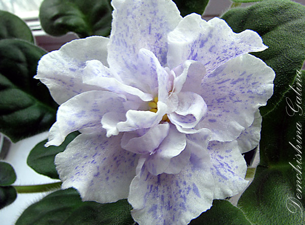 РС-Морская принцеса