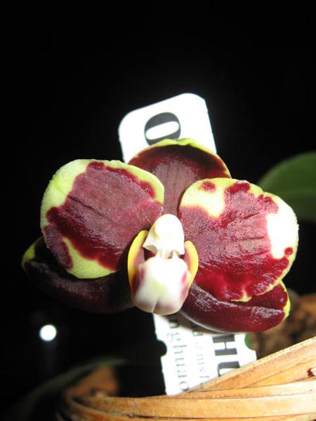phalaenopsis Diamond Beauty Clown (Средний).jpg