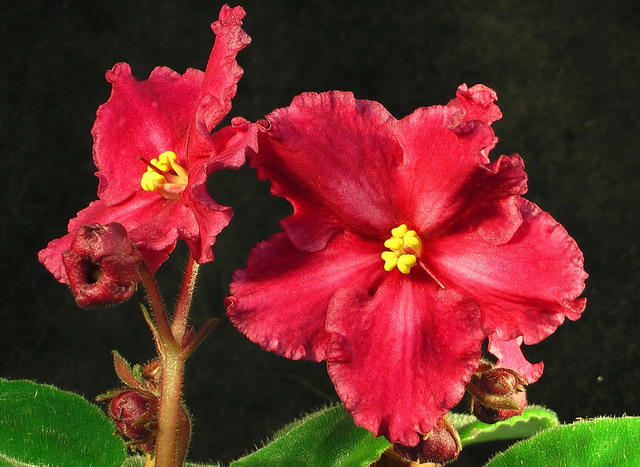 Любимые красные сенполии...