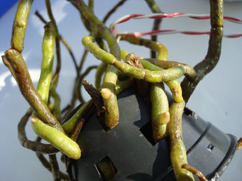 Фтока от 24.03.2009  в 15:00