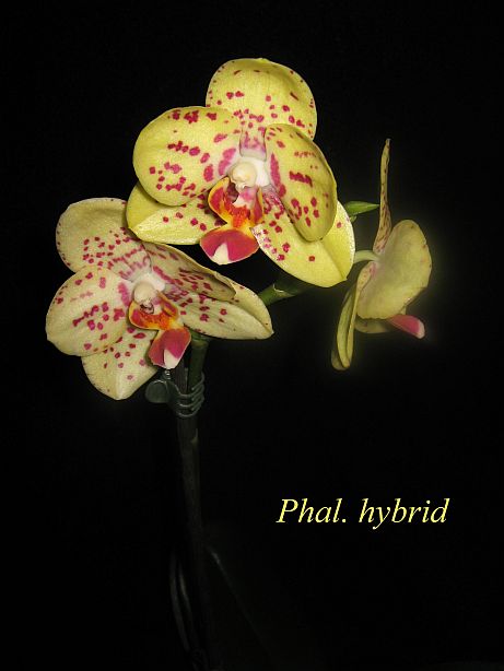 phal.hybrid.jpg