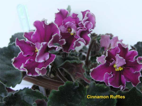 Cinnamon-Ruffles1.jpg