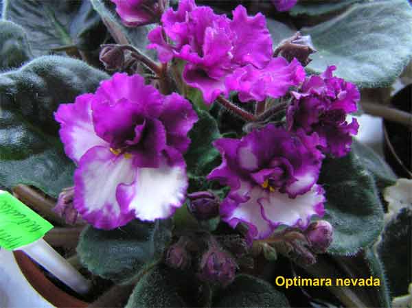 Optimara-nevada1.jpg