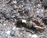 белая 10.03.09..jpg