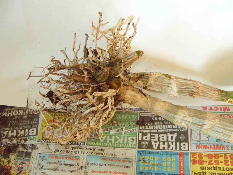 дендро-фал, 3  сморщившихся бульбочки у основания корней это что?