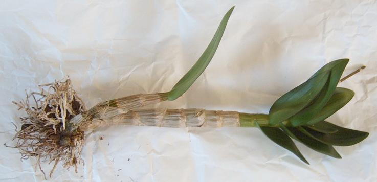 Общий вид растения