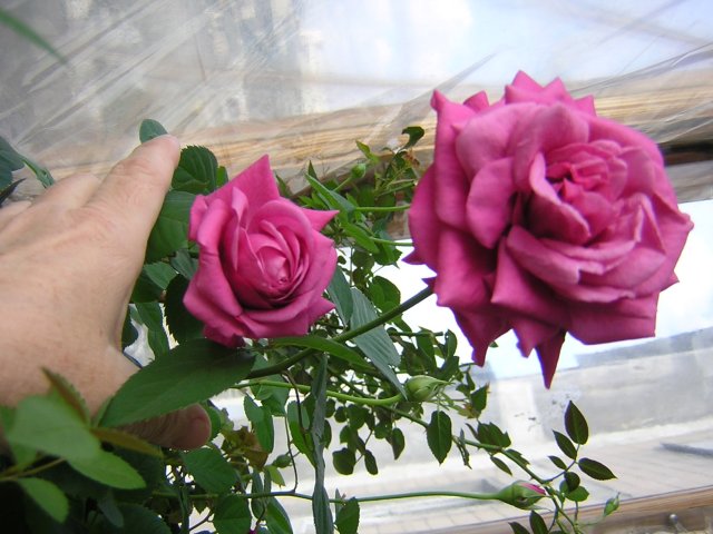 Роза флорибунда, крупная