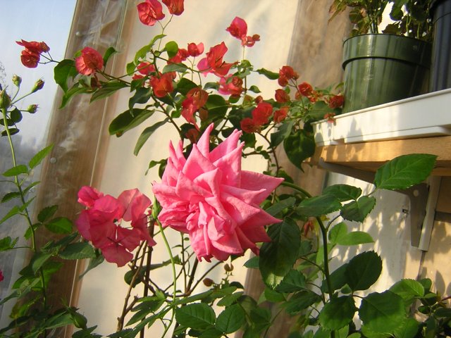 пока одиночный цветок