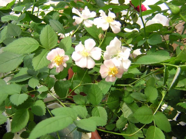 Малышка из семня - очень ароматная