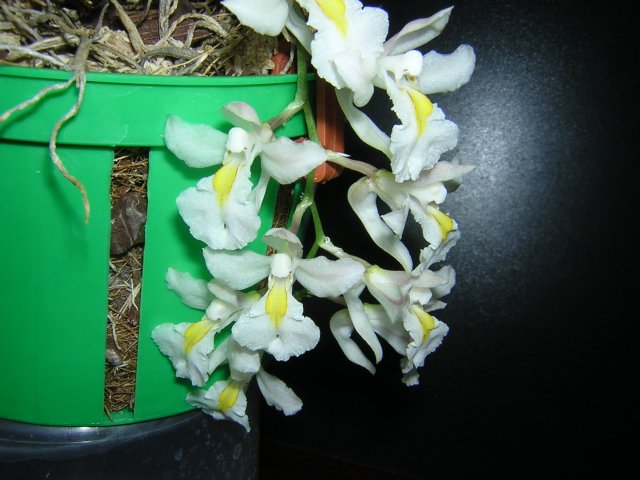 Цветы со шпорой