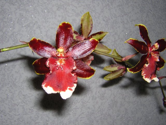 Вспышка сделала светлее окрас цветка