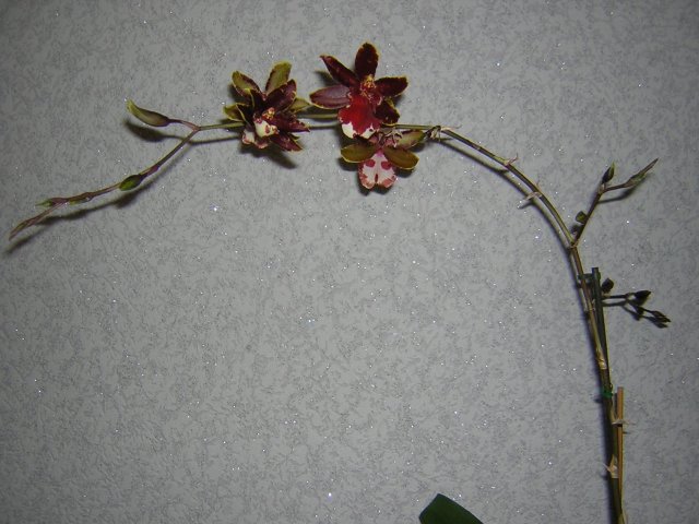 Растем и ветвимся