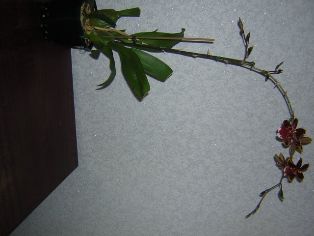 Это полный рост