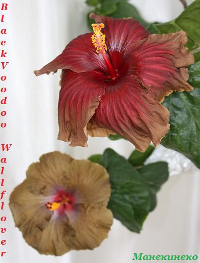 IMG_0924 Дуєт.jpg