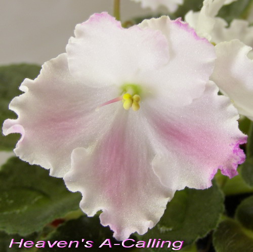 Heaven's A-Calling_k.jpg