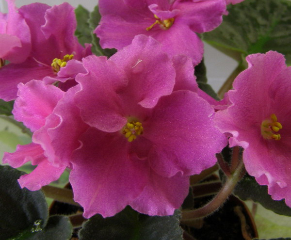 -Радуга Любви1.jpg