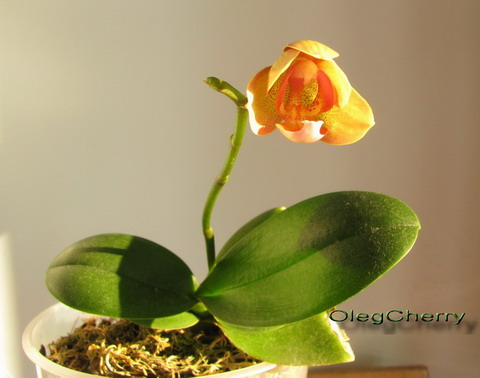 Это мы так распускались в январе (аккурат на рождество)