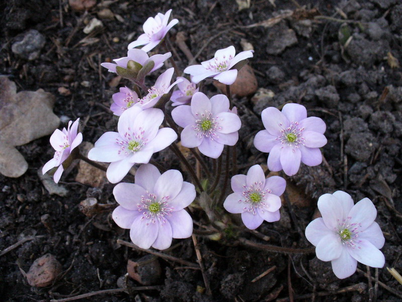 Hepatica