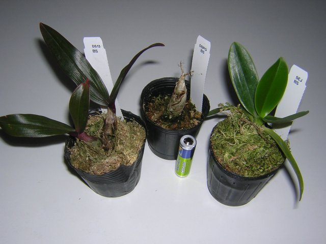 2 дендра и сидерия